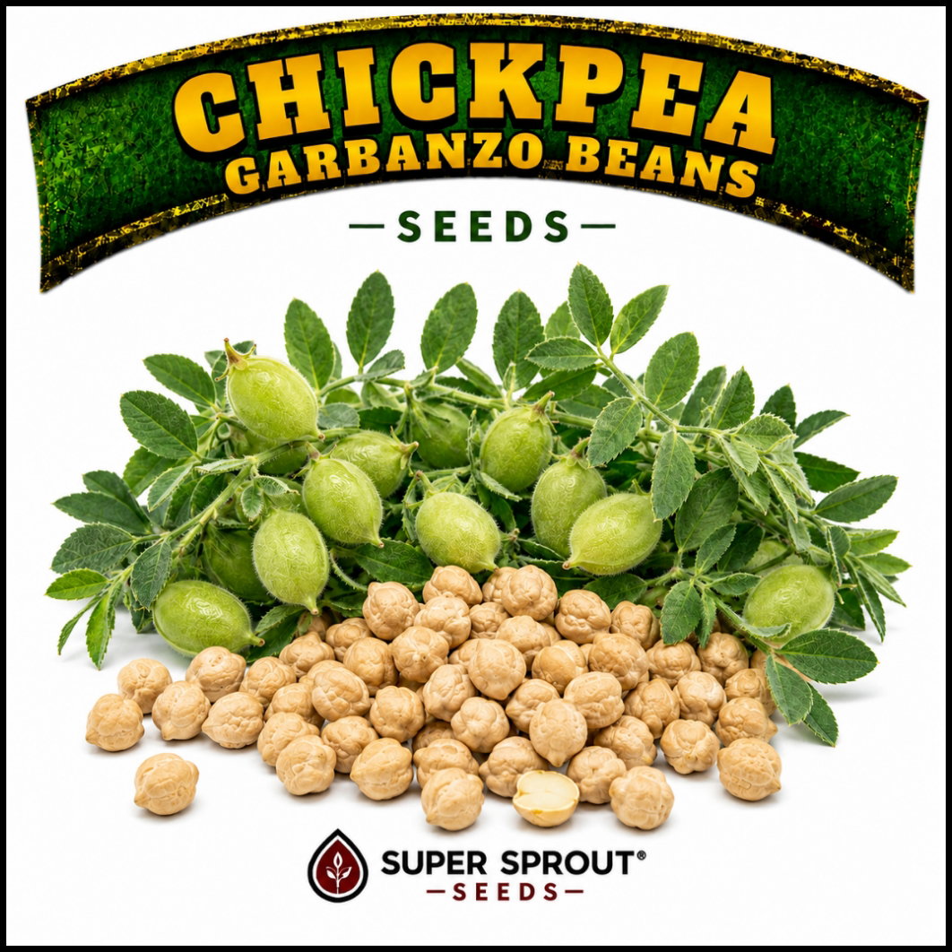 🌿CHICKPEAS🌿 x 20+ organic seeds