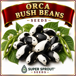 🫘ORCA BUSH BEAN🫘 x 10 organic seeds