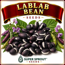 🌿LABLAB/ Hyacinth beans x 10 seeds