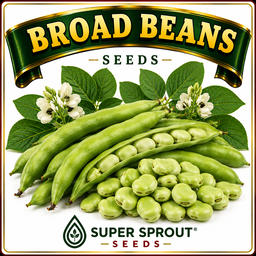 🥜BROAD BEANS🥜 x 5 seeds