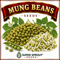 🫘MUNG BEANS🫘 x 50 organic seeds