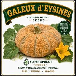 Galeux d'Eysines' pumpkin x 8 seeds 