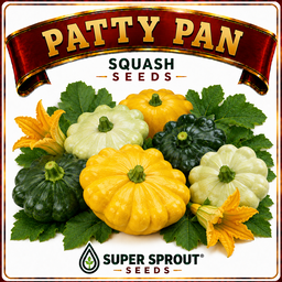 🎃PATTY PAN SQUASH🎃 x 6 seeds 