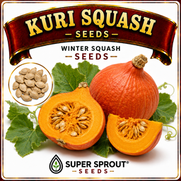 🎃KURI SQUASH🎃 x 10 seeds