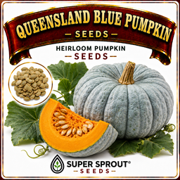 🎃QUEENSLAND BLUE🎃 x 10 seeds