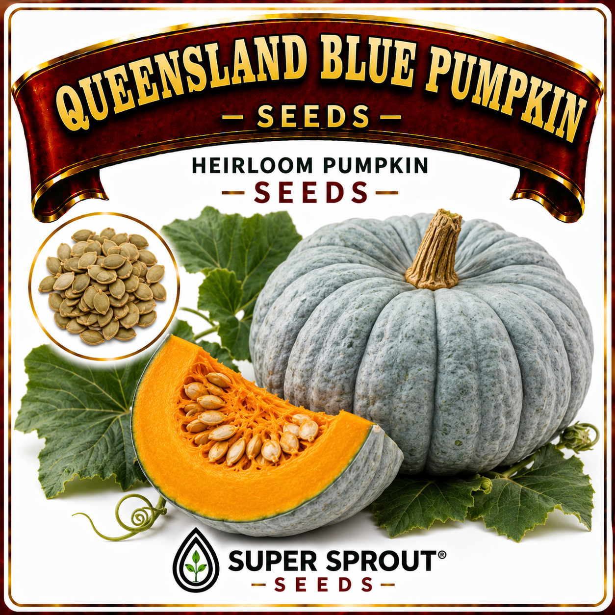 🎃QUEENSLAND BLUE🎃 x 10 seeds