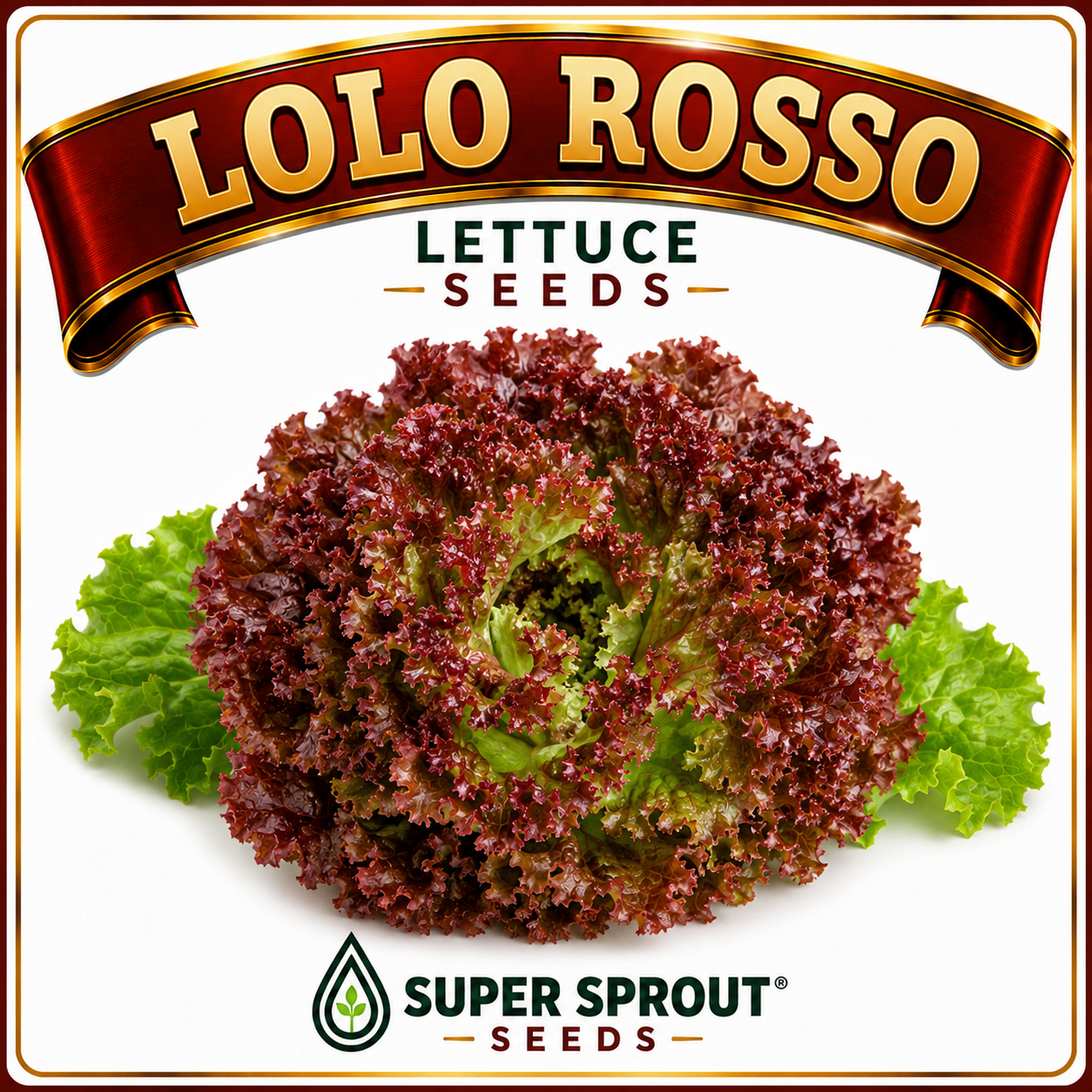 🌱LOLLO ROSSO LETTUCE🌱 x 25+ seeds