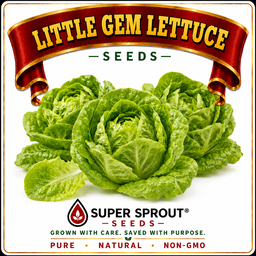 🌱LITTLE GEM LETTUCE🌱 x 25+ seeds