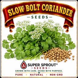 🌱SLOW BOLT CORIANDER🌱 x 50 seeds