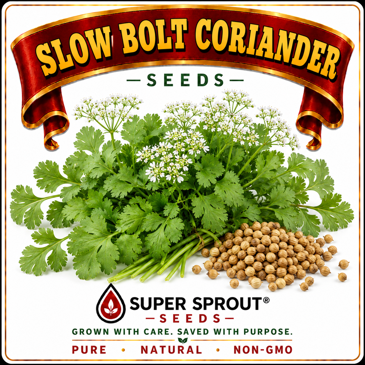 🌱SLOW BOLT CORIANDER🌱 x 50 seeds