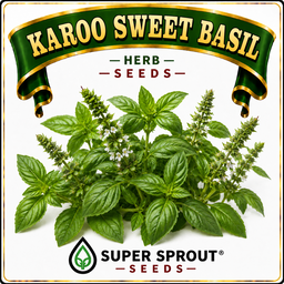 🌱KAROO SWEET BASIL🌱 x 25+ seeds
