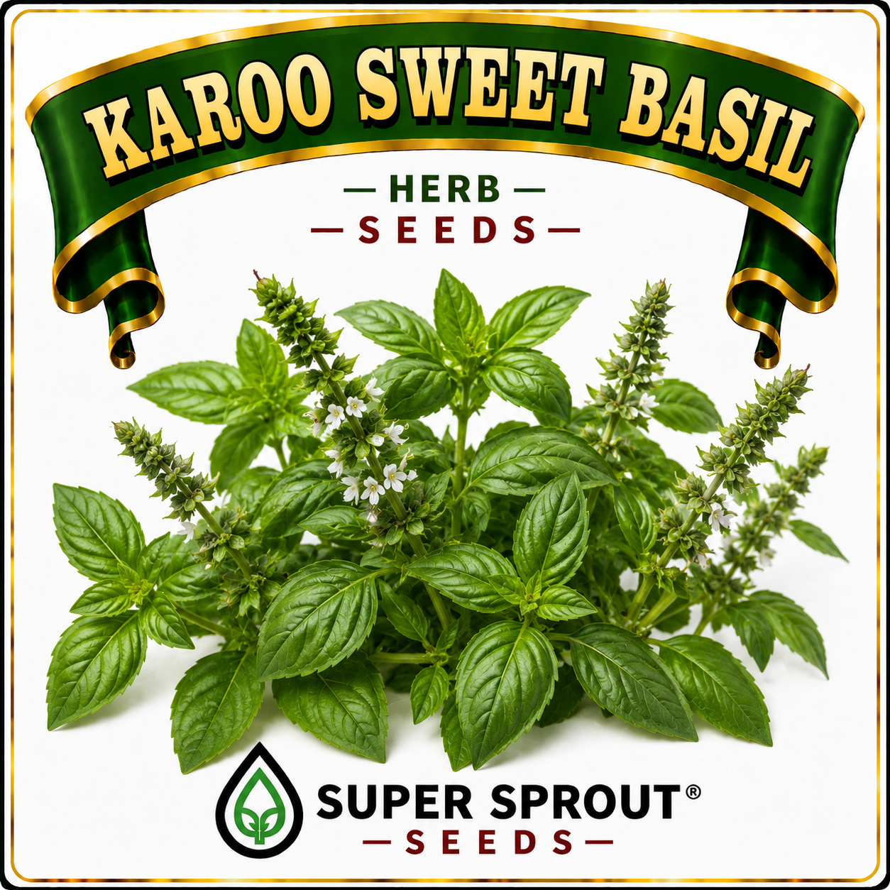 🌱KAROO SWEET BASIL🌱 x 25+ seeds
