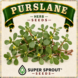 🌿PURSLANE🌿 x 100 seeds