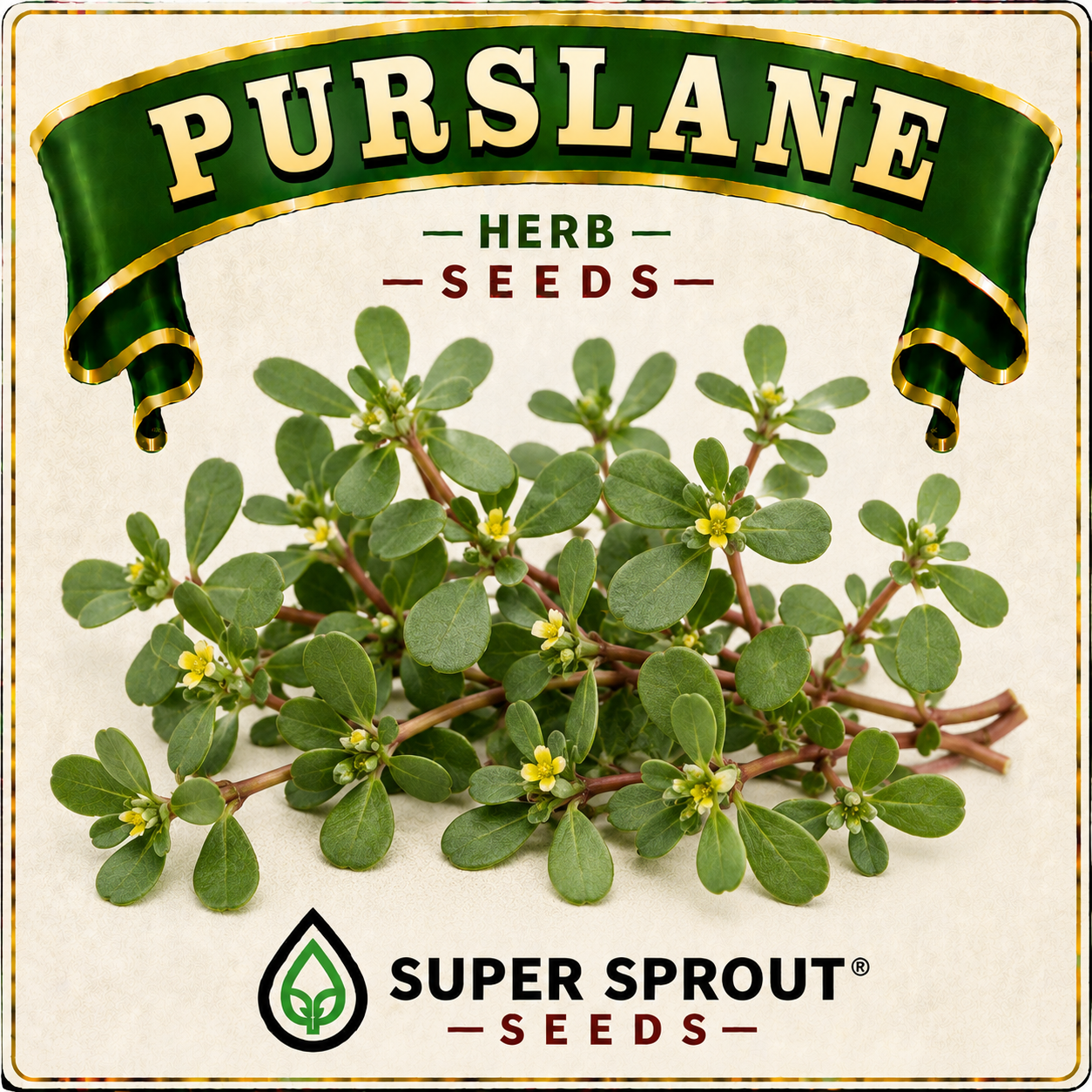 🌿PURSLANE🌿 x 100 seeds