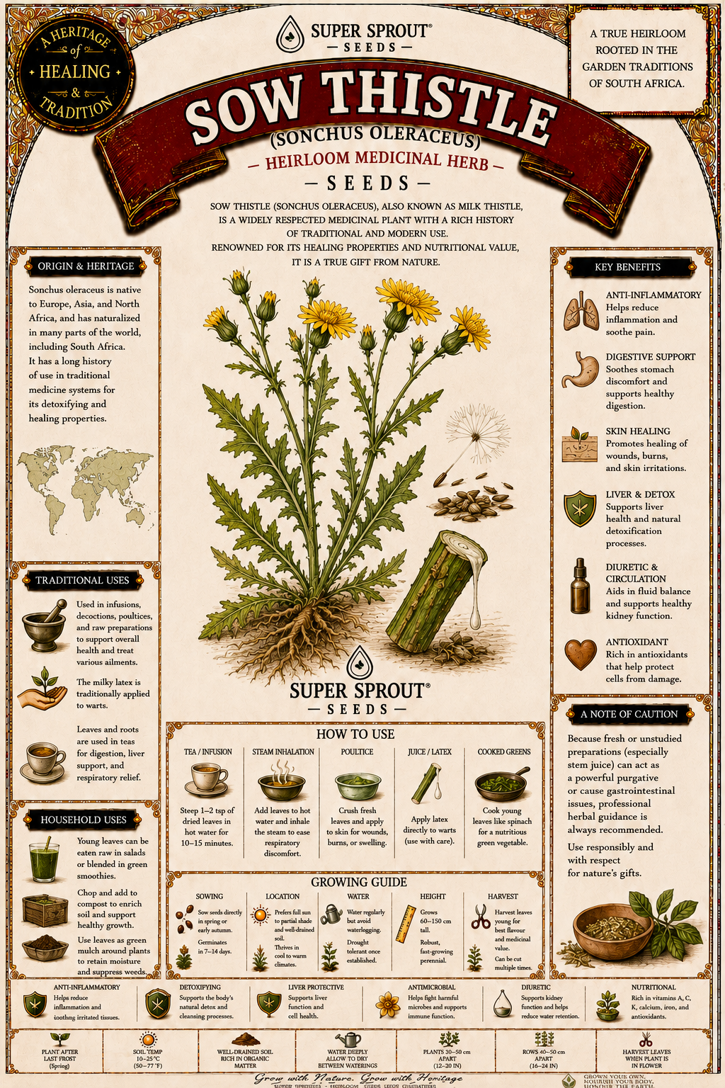 Sow thistle x 25 seeds_1