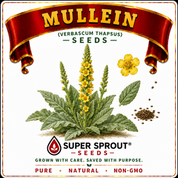 🌼MULLEIN🌼 x 100 seeds 