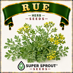 BULK RUE/WYNRUIT x 100+seeds