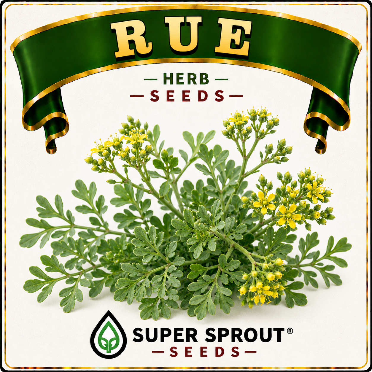 BULK RUE/WYNRUIT x 100+seeds