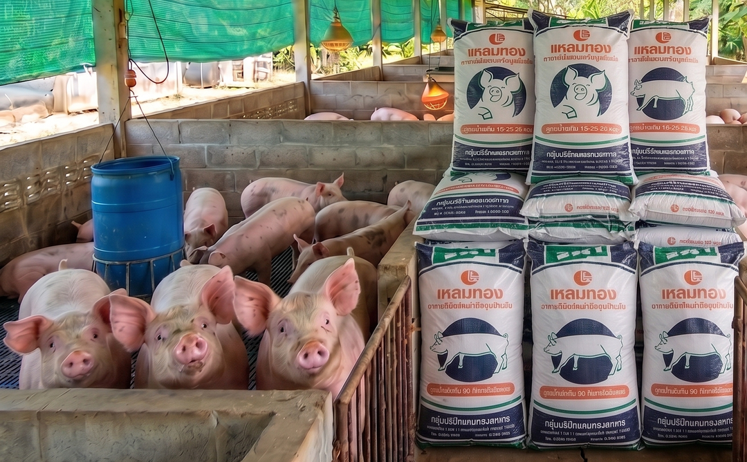 🐷赞助护生院猪群