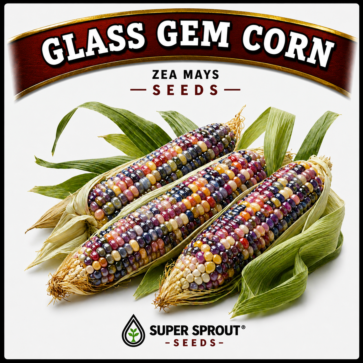 🌽GLASS GEM CORN🌽 x 15 seeds