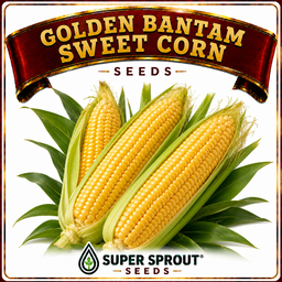 🌽GOLDEN BANTAM SWEET CORN NON-GMO HEIRLOOM🌽 x 25 seeds