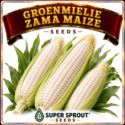 Groenmielie / Zama maize x 25 seeds organic 