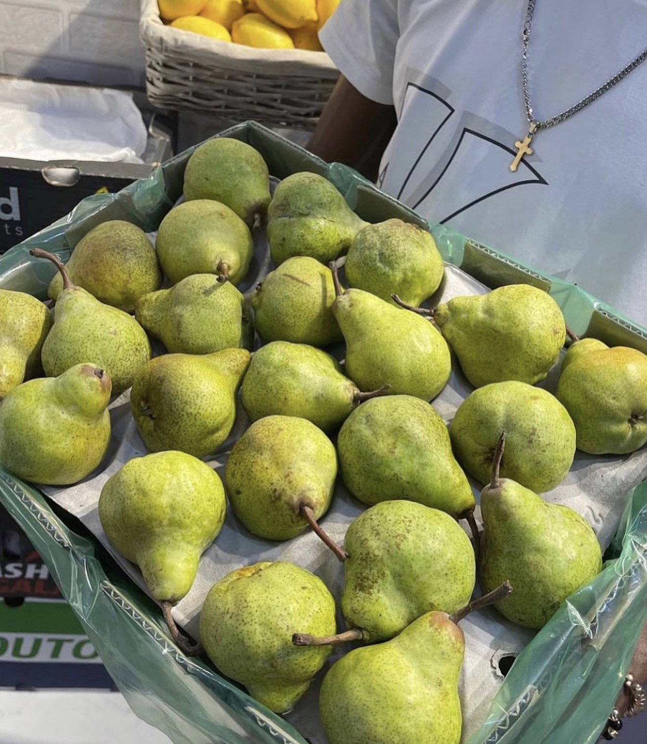 English Pear x 1_0