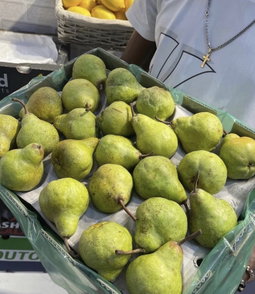 English Pear x 1