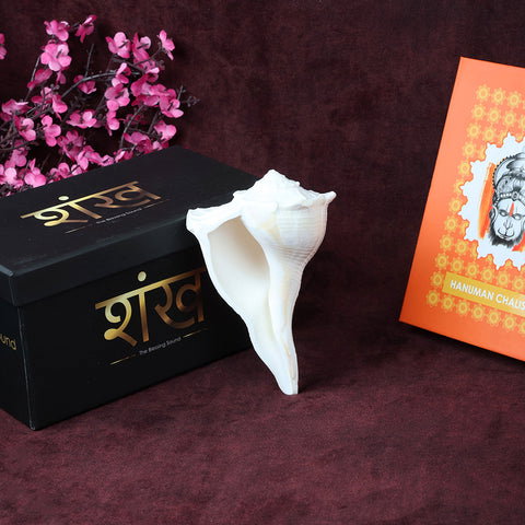 12.7 cm Sacred Dakshinavarti Valampuri Shankh