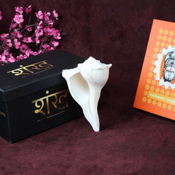 12.7 cm Sacred Dakshinavarti Valampuri Shankh