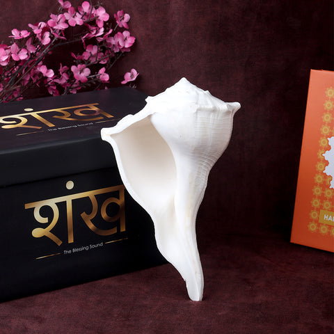 16.5 cm Natural Dakshinavarti Valampuri Shankh