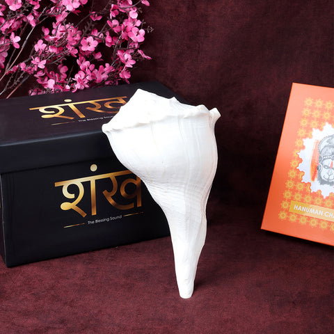 19cm Natural Dakshinavarti Valampuri Shankh