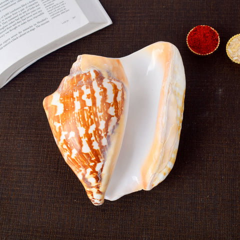 Tiger Shell Shankh (Tricornis)