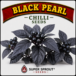 Exotic Chilli Seed Collection  x 5 packs 10 seeds per pack
