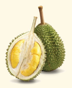 Musang King D197_0