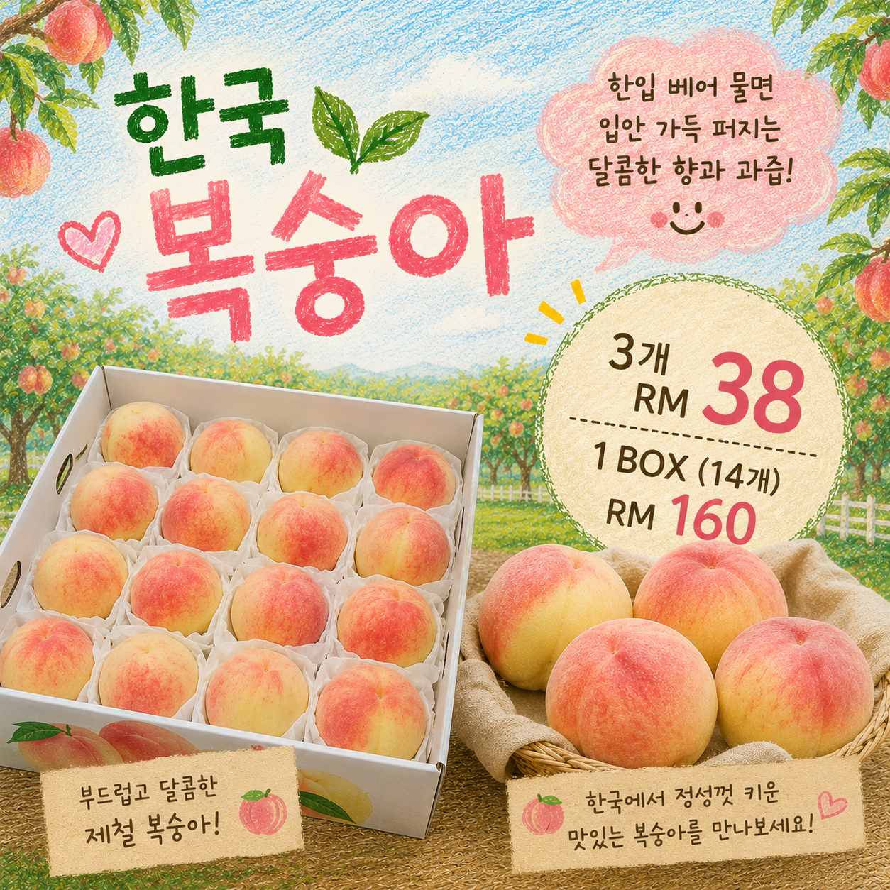 한국산 백도 복숭아! No 마진 항공상품_0