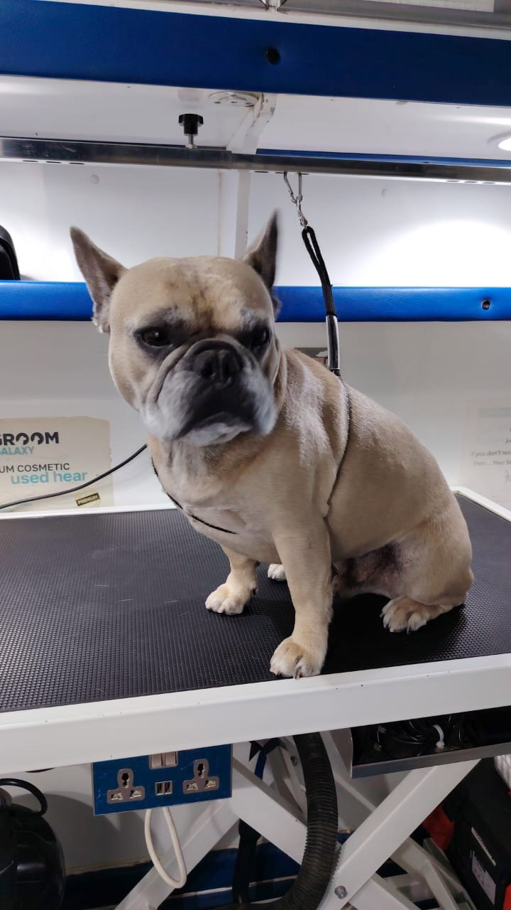 Basic Grooming Medium Breeds (up to 10-20 kg)