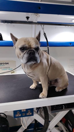 Basic Grooming Medium Breeds (up to 10-20 kg)