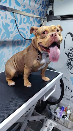 Basic Grooming Medium Breeds (up to 10-20 kg)