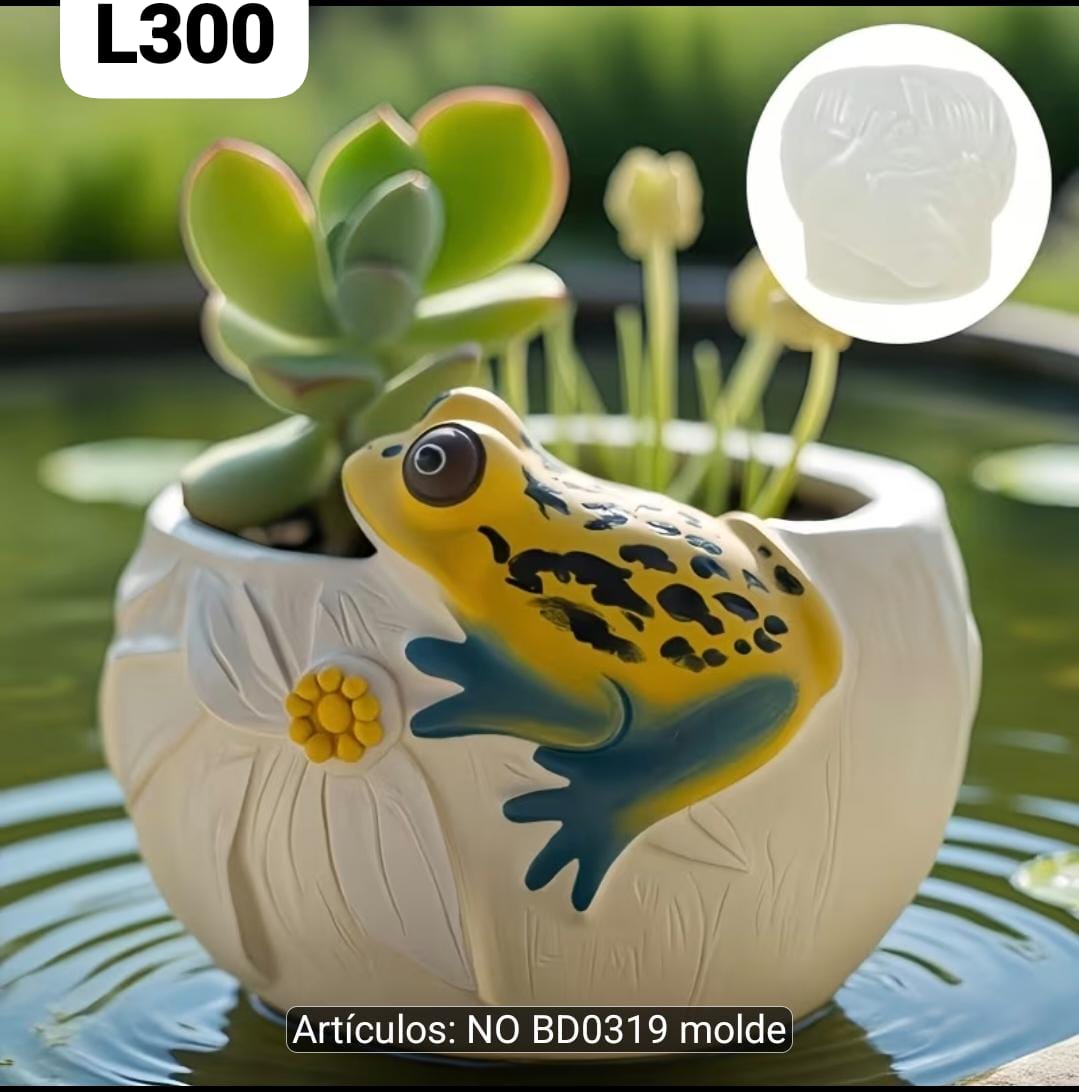 Molde mactera rana