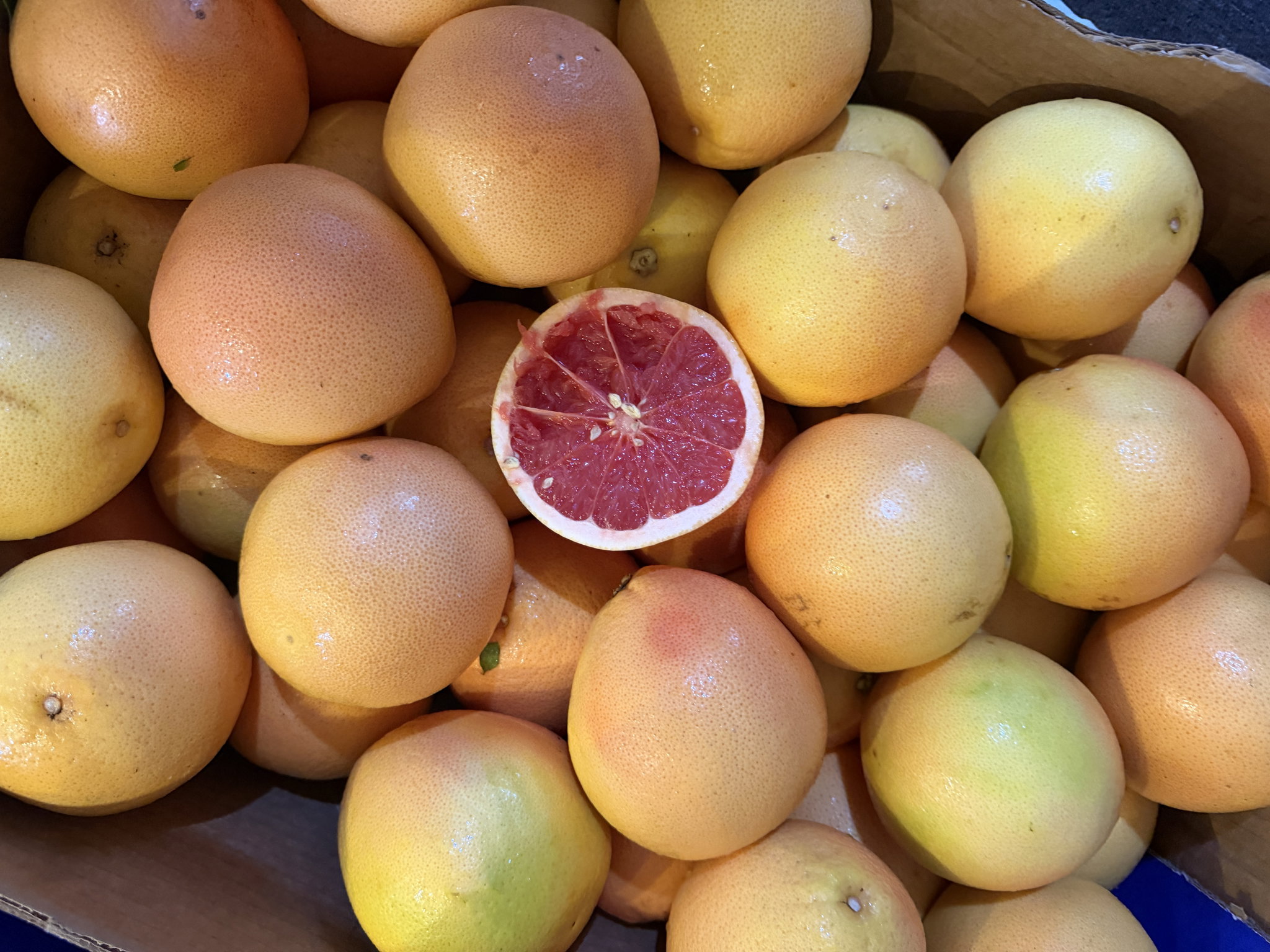 Imported Red grape fruit x 1_0