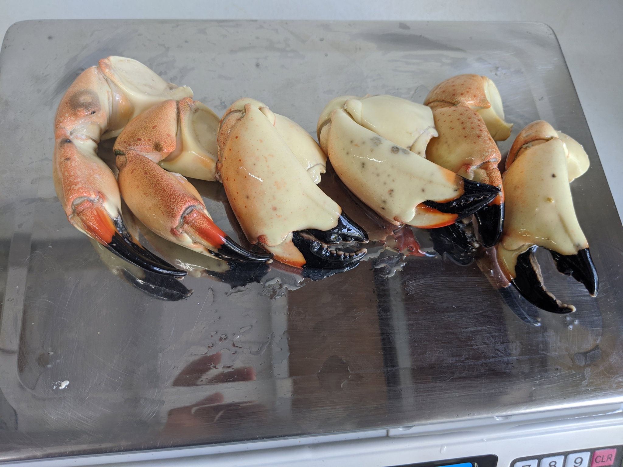 Medium Stone Crab Claws (5 lbs)_0