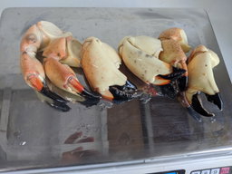 Medium Stone Crab Claws (5 lbs)