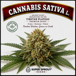 CANNABIS (Cannabis sativa L.)  x 10 seeds 