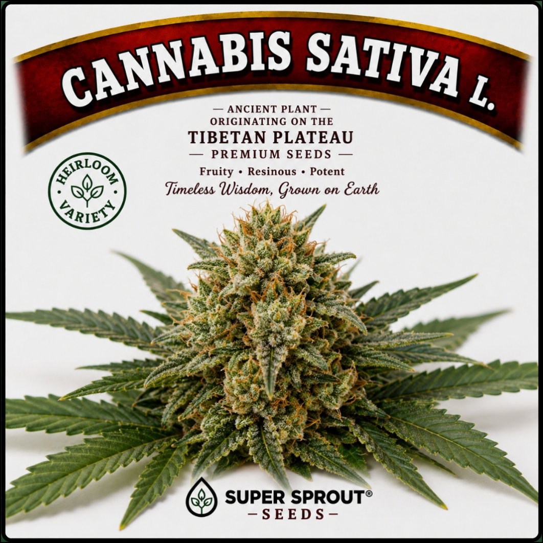 CANNABIS (Cannabis sativa L.) x 10 seeds