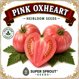 🍅OX HEART TOMATOES🍅 x 10+ seeds