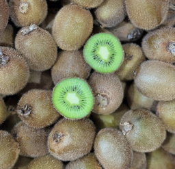 Kiwi x 1