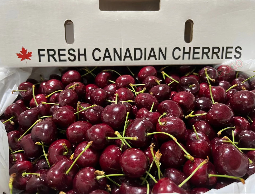 Canada Red Cherry