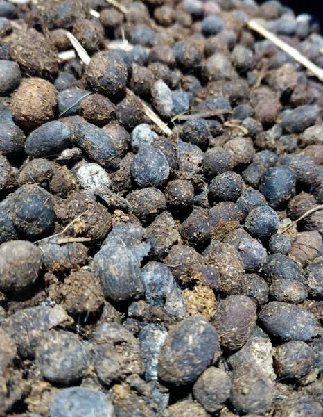 Goat Manure (එලු පොහොර)_1