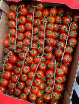 Holland Cherry Tomato